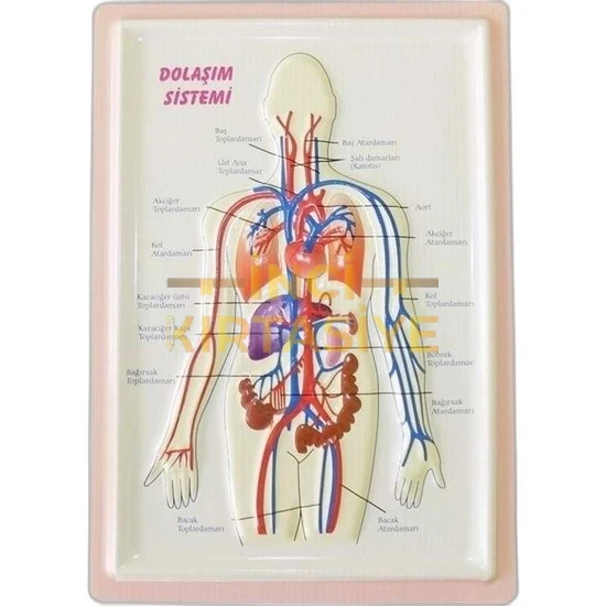 PUTİ KABARTMA ANATOMİ LEVHASI DOLAŞIM SİSTEMİ