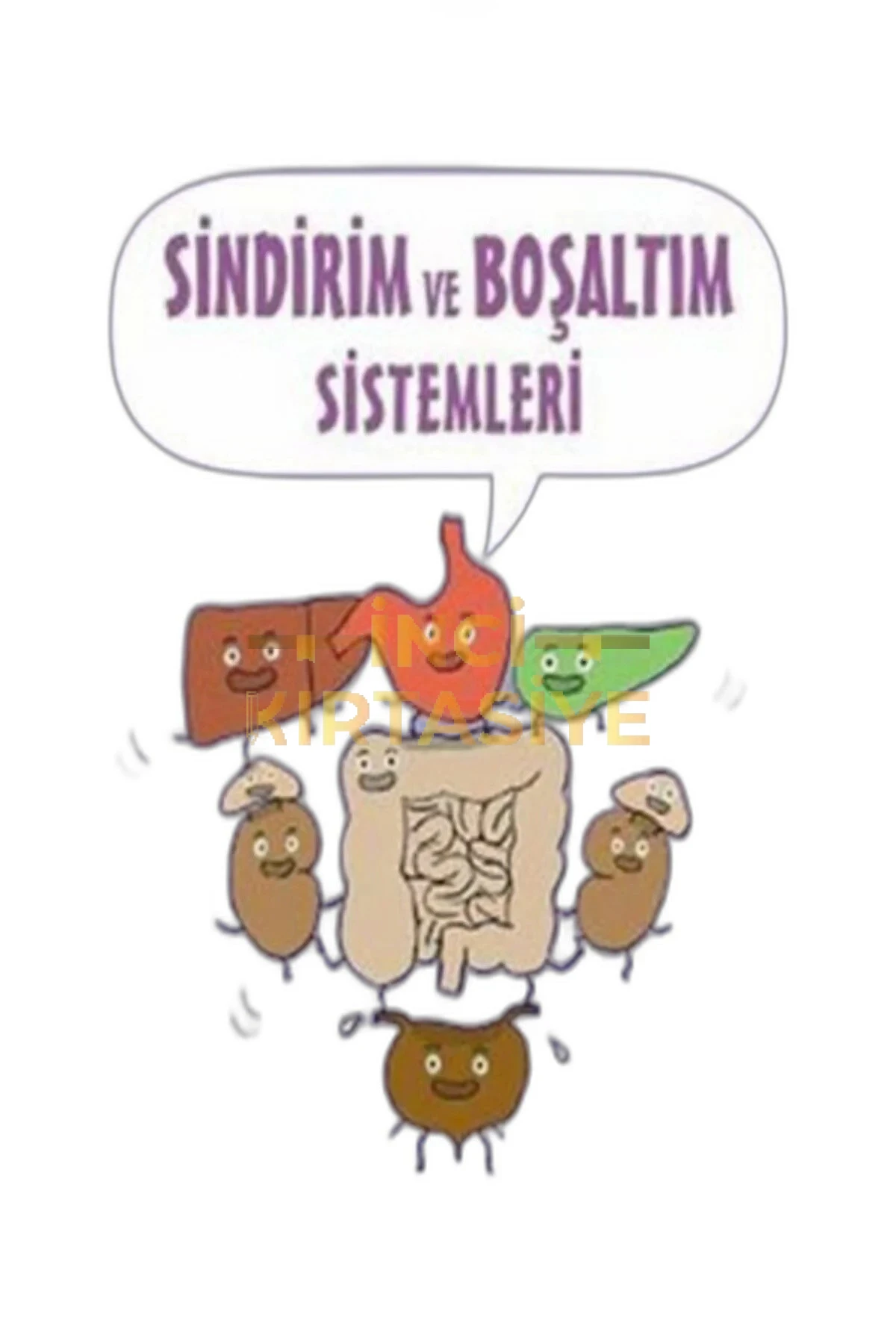 BİLİMİN ÇİZGİ ROMANI-SİNDİRİM VE BOŞALTIM SİSTEMİ