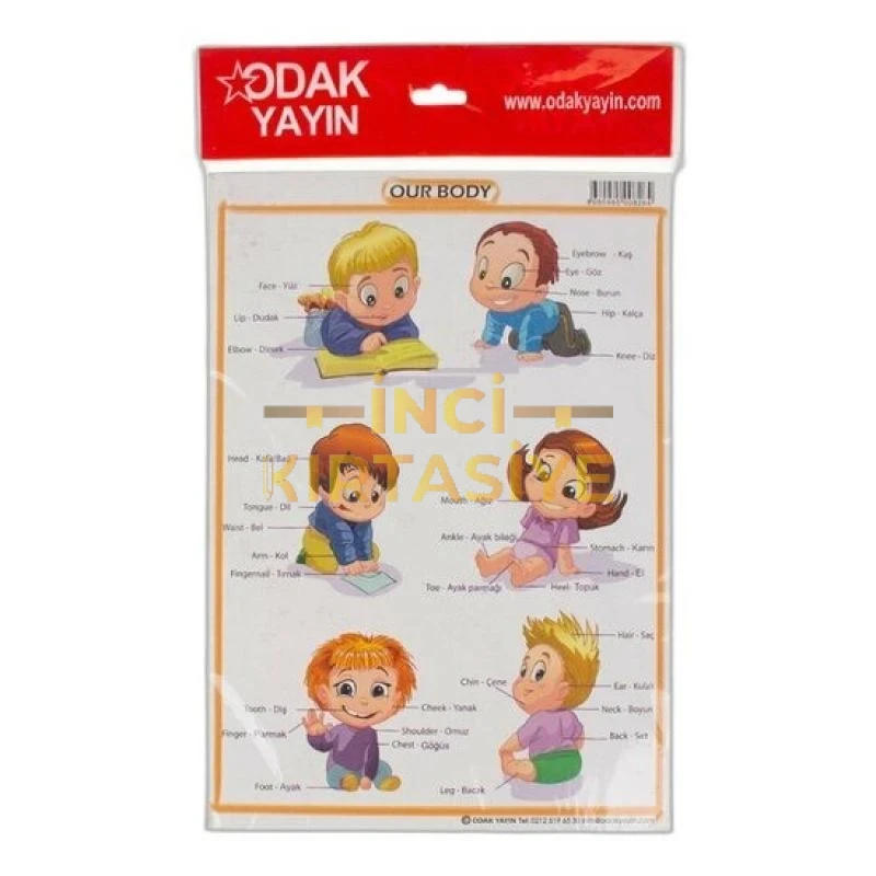 ODAK A4 İNGİLİZCE ORGANLAR