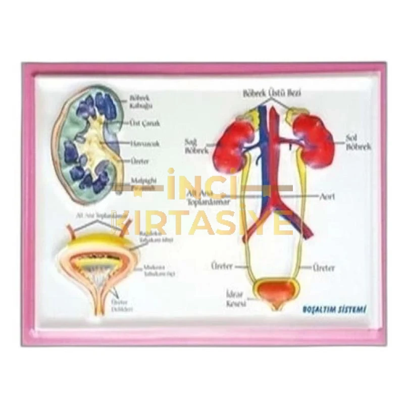 PUTİ KABARTMA ANATOMİ LEVHASI BOŞALTIM SİSTEMİ