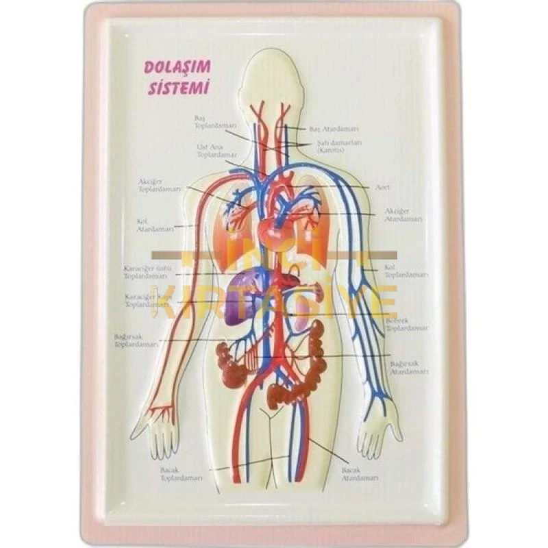 PUTİ KABARTMA ANATOMİ LEVHASI DOLAŞIM SİSTEMİ