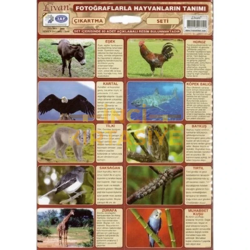 LİVAN HAYVAN ÇIKARTMA