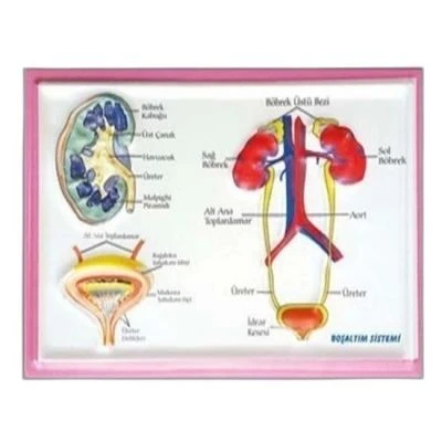 PUTİ KABARTMA ANATOMİ LEVHASI BOŞALTIM SİSTEMİ