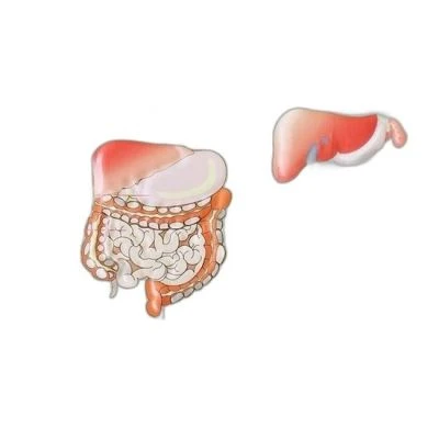 PUTİ KABARTMA ANATOMİ LEVHASI SİNDİRİM SİSTEMİ
