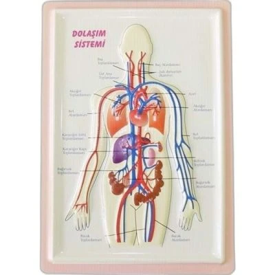 PUTİ KABARTMA ANATOMİ LEVHASI DOLAŞIM SİSTEMİ